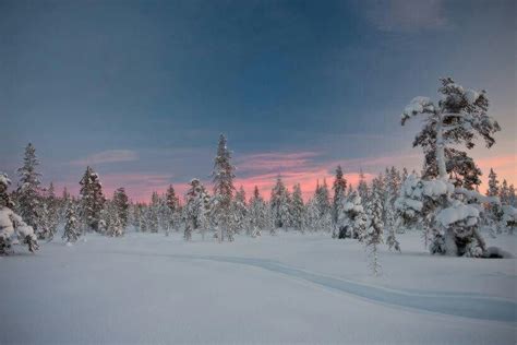 Taiga Forest Russia Dual Lands Kola Peninsula Arctic Wolf Snow