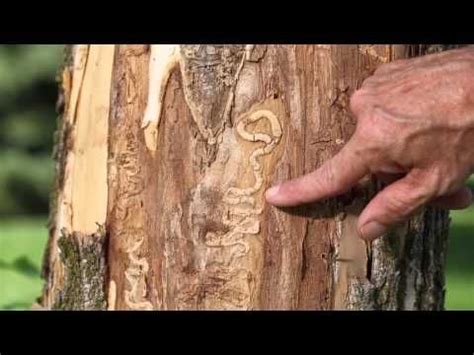 Emerald Ash Borer Threatens All Varieties Of Ash Tree In North America With Extinction One Of