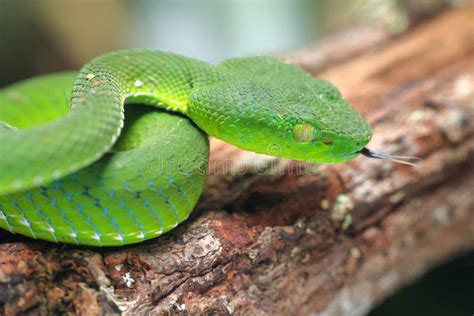 Snake Green Tree Viper Cameron Highland Pit Viper Trimeresurus