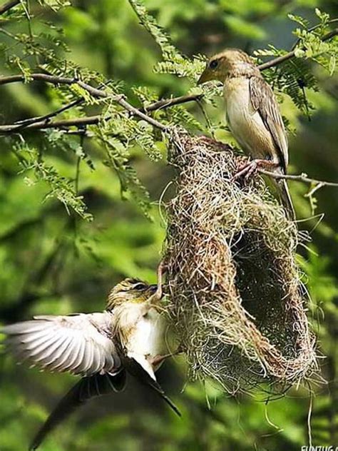 The Life Of Sweet Birds Beautiful Birds Nests