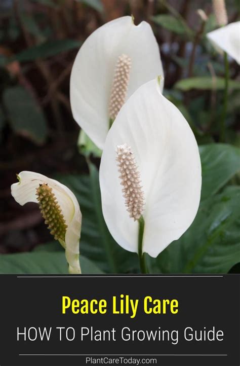Our Peace Lilies Toxic To Cats Sealing Online Diary Custom Image Library