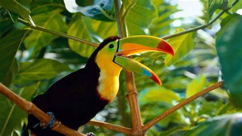 Beautiful Bird Toucan Costa Rica Desktop Wallpaper Hd For Mobile Phone