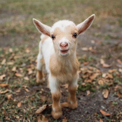 Delightful Cute Goats Cute Animals Animals