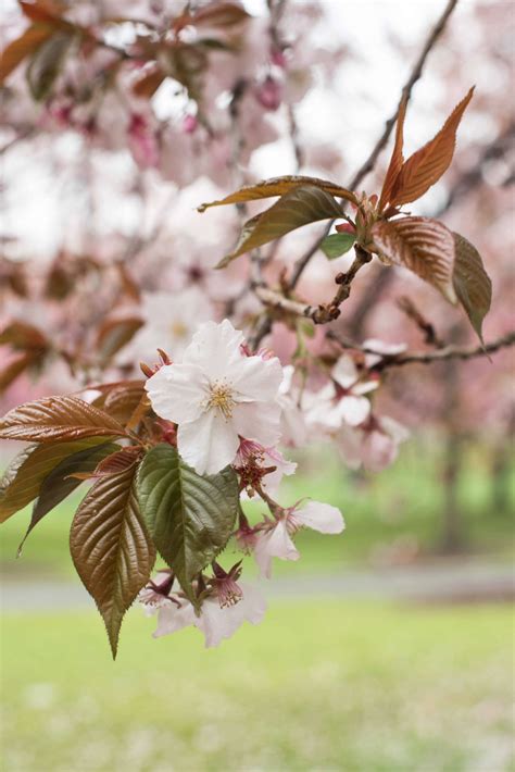 Cherry Blossoms 6 Flowering Trees To Grow At Home Gardenista