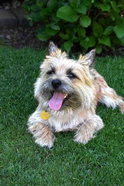 Cairn Terrier Puppy Stock Photo Image Of Pets Animal 73688650