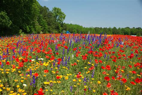 Which Nc Roadside Has The Best Wildflowers Wunc