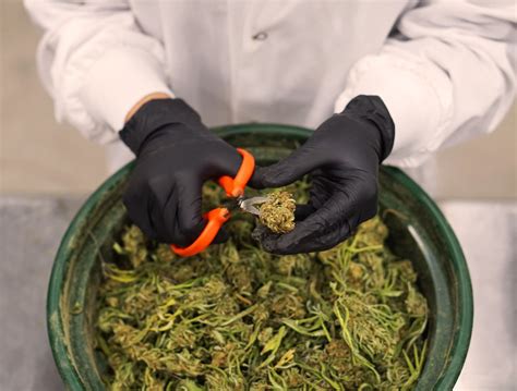 Flow Cannabis Role In Establishing Cannatourism In California Leaf