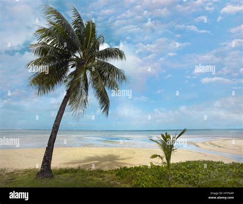Palm Trees Agana Beach Guam Stock Photo Alamy