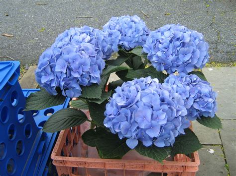 Blue Hydrangea Blue Hydrangea Flowers Hydrangea