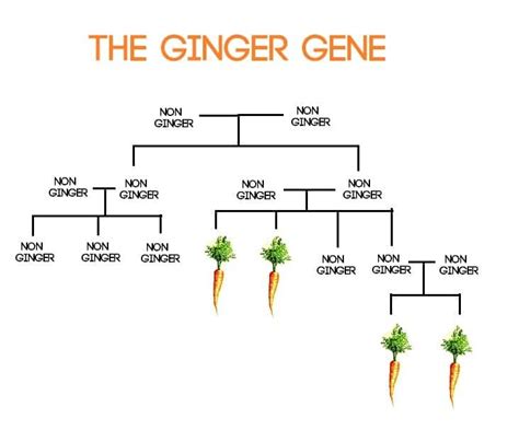 Why Dna Testing For Ginger Gene Could Be A Bad Idea Ginger Parrot