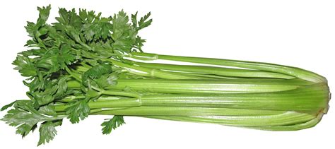 Celery Growing And Harvest Information