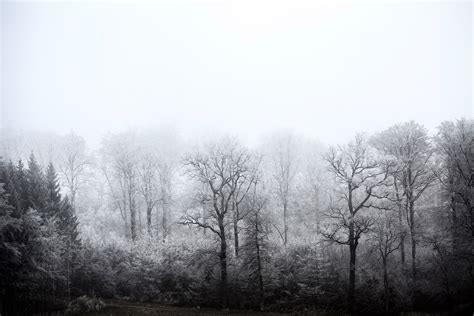 Free Images Landscape Tree Nature Forest Branch Snow Black And