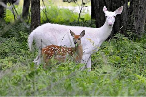 31 Imágenes de animales completamente blancos como nunca antes los