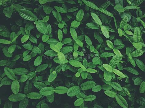 Tropical Leaves Abstract Green Leaves Texture Nature Background Stock