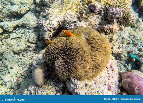 Exotic Marine Life Near Maldives Island Stock Photo Image Of Outdoor