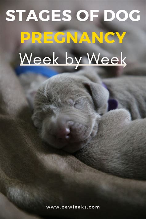 Dog Pregnancy Symptoms Week By Week Explained Pregnant Dog Dog