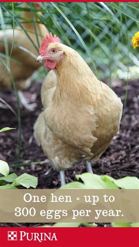 Poultry raising can be an inexpensive and fulfilling hobby and pastime. Nutritional Facts For Eggs | BACKYARD CHICKENS | Animal ...