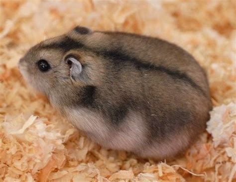 Russian Dwarf Hamster Life Of A Girl