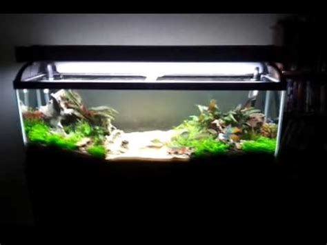 36 x 13 x 20 (high) 40 gallon aquarium: planted fish tank 40 gallon long new look leapord bush ...