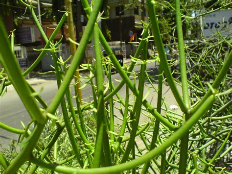 In winter , that's in its dormant period, it hardly needs any watering. Euphorbia tirucalli, Pencil Plant | Pencil Bush, Pencil ...