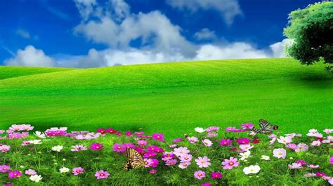 Natural Flower Background Images Hd Nature Flowers Wallpaper