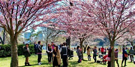Here Are 5 Places Other Than High Park Where You Can See Cherry