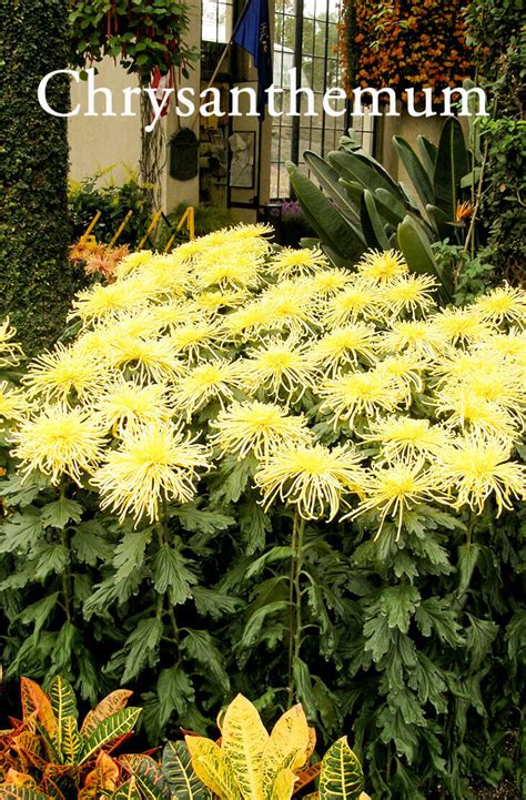 Maybe you would like to learn more about one of these? 10 Best Perennial flowering plants for your Backyard ...