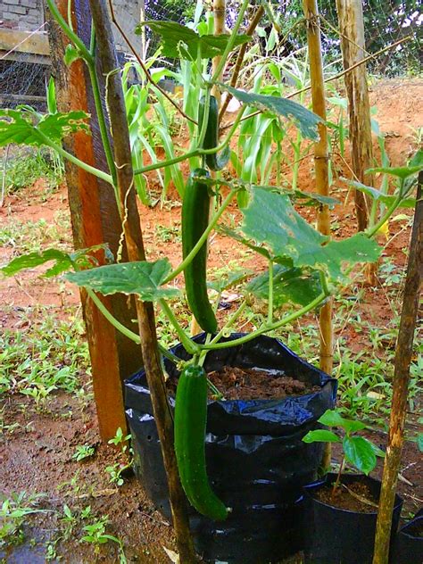 Panes, japan, andapa, lampang, trapani, zapopan, zuchhini, koutiala, cucumber. TanamSendiri.com -- Grow Your Own: Gambar Oleh Rakan ...