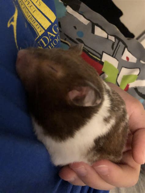 This Was My Hamster Who Recently Died 5 Days Ago I Didnt Get Very Many