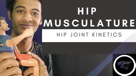 Hip Joint Muscles Intro Hip Joint Kineticship Joint Complex