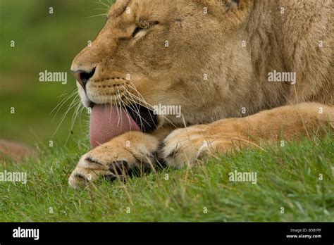Lioness Licking Paw Hi Res Stock Photography And Images Alamy
