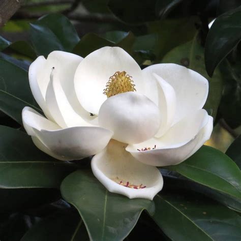 Magnolia Flower Meaning Discover The Most Interesting Facts About It