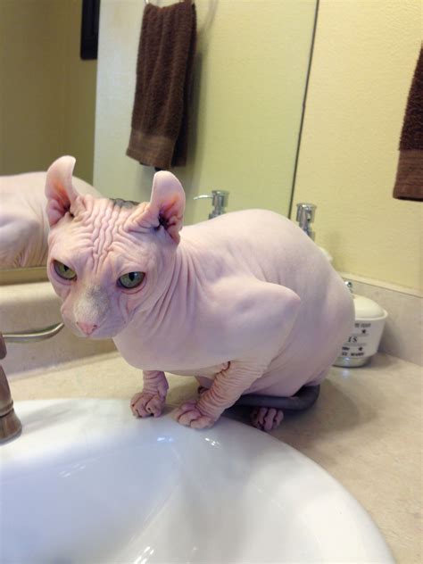 Pretty And Pink Sphynx Love Him Hairless Kitten Sphynx Cat Cats