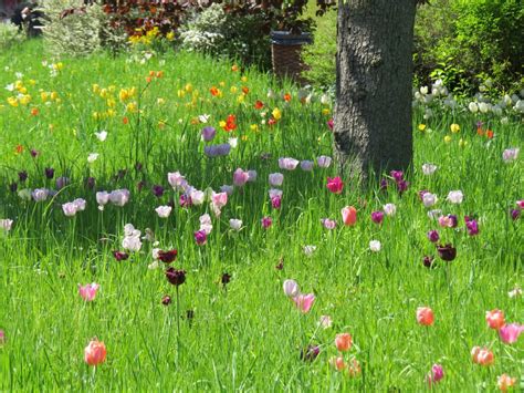 Free Images Field Lawn Prairie Flower Spring Pasture Park