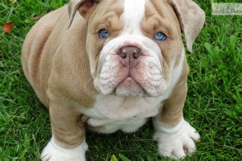 65 English Bulldog Blue Eyes For Sale Photo Bleumoonproductions