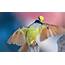 Great Kiskadee  National Bird Of Suriname Interesting Facts