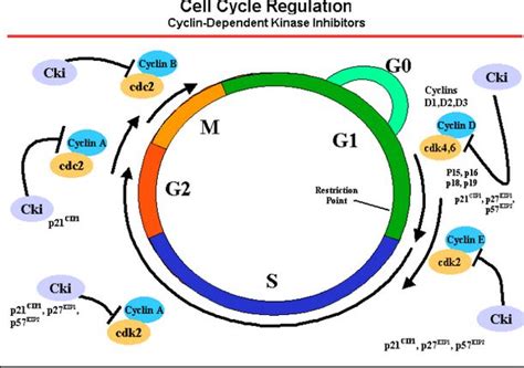 Mammalian Cell Cycle Genetic Engineering Info