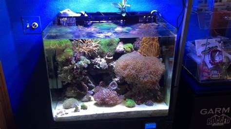 Mini Series Frogspawn Coral Youtube