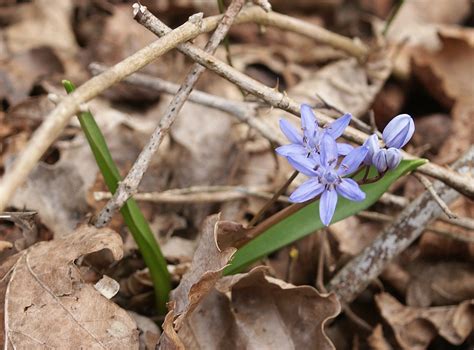 Dalším poznávacím znakem jsou i užší dlouhé listy v přízemní růžici. Scilla bifolia