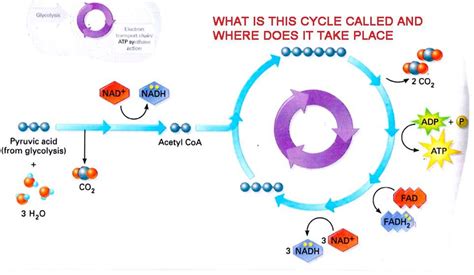 Cellular respiration is a metabolic pathway that breaks down glucose and produces atp. Flashcards - Bio- Cell Respiration DIAGRAM - KREBS - What ...