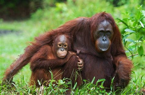 Accurate content you can trust, spreading knowledge on the animal kingdom, and giving back. orang-utan | Samyama Yoga Essen - Hatha Yoga nach B.K.S ...