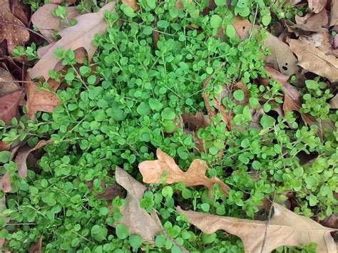 Plant Id Forum Ground Cover Growing Wild In Tx