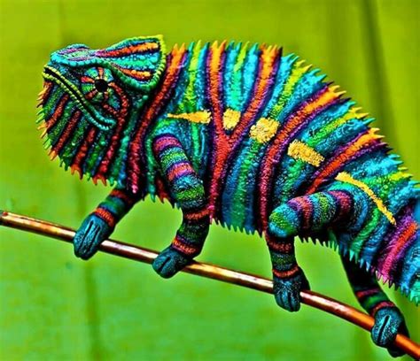 For Real Divine Natural Creature Animals Wild Colorful Animals Lizard