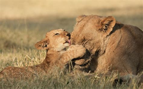 What Can Human Mothers And Everyone Else Learn From Animal Moms