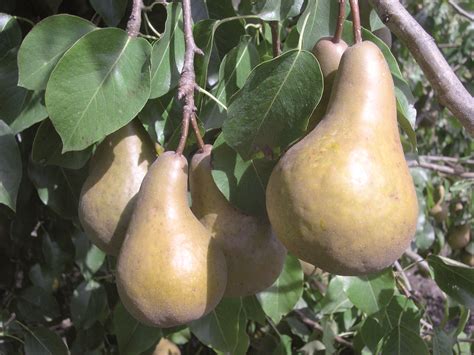 Winter Pears