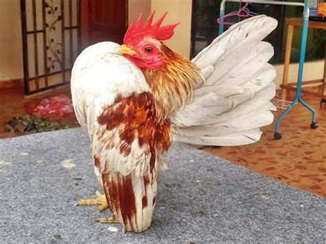 Serama Chicken Breed Guide Size Variety Eggs Care And Pictures