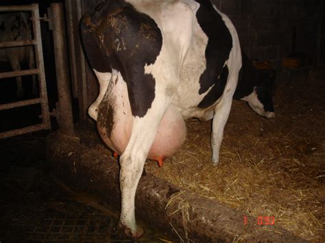 Dairy Farming In The Uk Is Dairy Farming Cruel