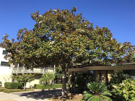 Magnolia grandiflora, commonly known as the southern magnolia or bull bay, is a tree of the family magnoliaceae native to the southeastern united states, from coastal north carolina to central florida, and west to east texas and oklahoma. The Southern Magnolia - Santa Barbara Beautiful