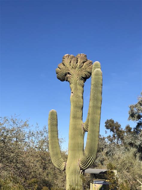 This Saguaro Cactus In Phoenix Arizona Rmildlyinteresting