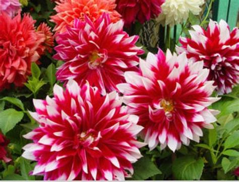 Dahlia Mexicos National Flower Ideas For And From Lola Pintere